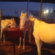 Malwari horse, Pushkar Fair