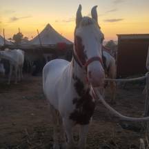 Malwari horse, Pushkar Fair