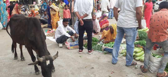 cow roaming the market