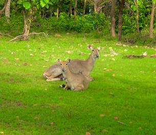 Antelope, Panna National Park