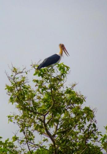 Stork! Panna National Park